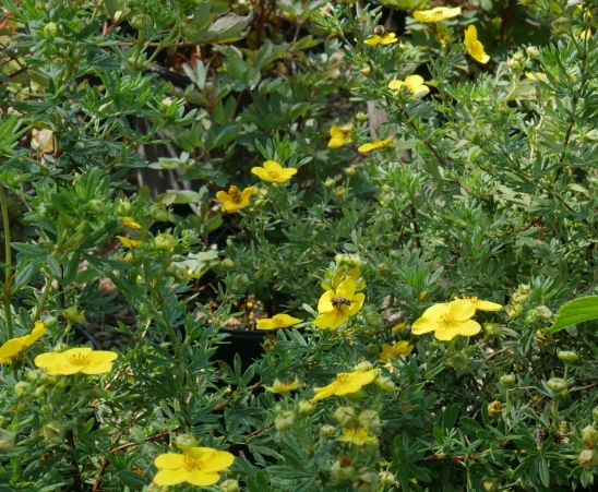 Shrubby Cinquefoil