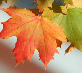 Sugar Maple
