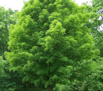 //courvillenursery.com/wp-content/uploads/Sugar-Maple.webp