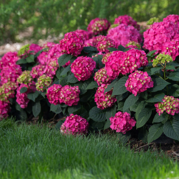 Penny Mac Hydrangea - Hydrangea macrophylla - Courville Nurseries