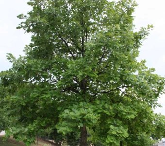//courvillenursery.com/wp-content/uploads/Swamp-White-Oak-1.webp
