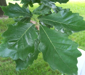 //courvillenursery.com/wp-content/uploads/Swamp-White-Oak.webp