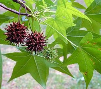 //courvillenursery.com/wp-content/uploads/Sweetgum-1.webp