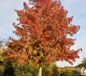 //courvillenursery.com/wp-content/uploads/Sweetgum.webp