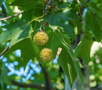 //courvillenursery.com/wp-content/uploads/Sycamore-1-1.webp