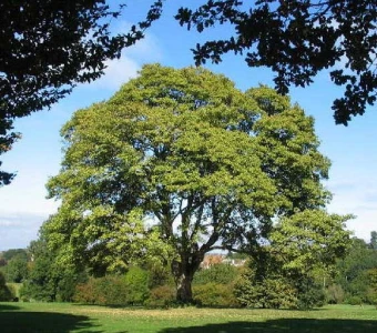 //courvillenursery.com/wp-content/uploads/Sycamore.webp