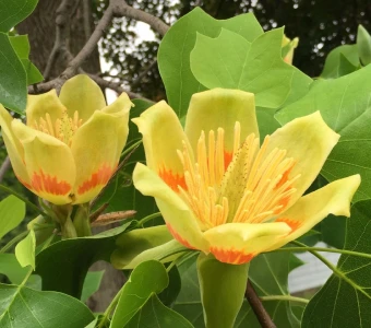 //courvillenursery.com/wp-content/uploads/Tulip-Tree-1.webp