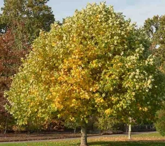 //courvillenursery.com/wp-content/uploads/Tulip-Tree.webp
