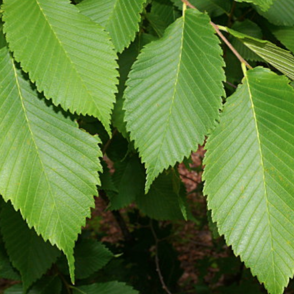 Ulmus americana Products - Courville Nurseries