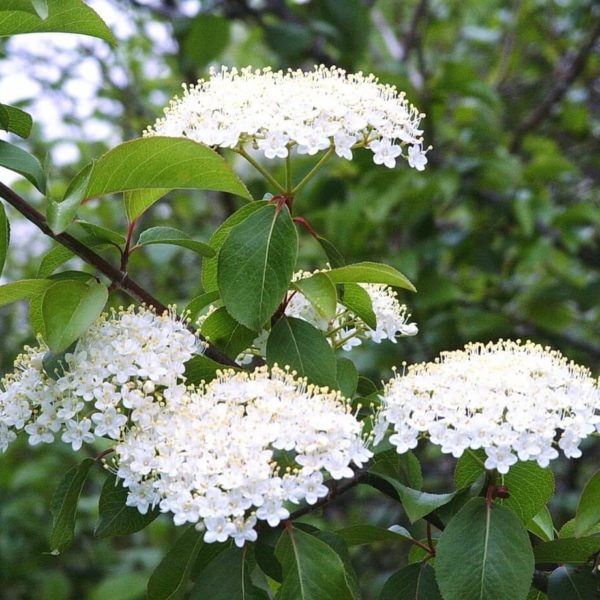 Viburnum Prunifolium Products - Courville Nurseries