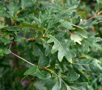 //courvillenursery.com/wp-content/uploads/White-Oak-1-1.webp