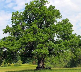 //courvillenursery.com/wp-content/uploads/White-Oak-2.webp