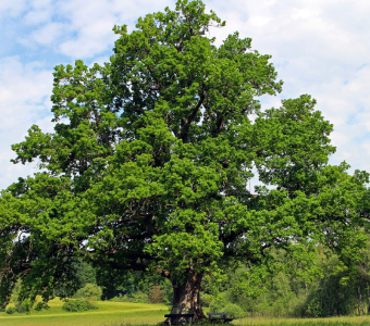 //courvillenursery.com/wp-content/uploads/White-Oak.webp