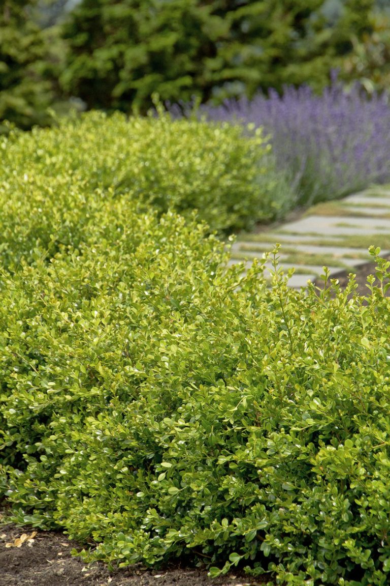 Winter Gem Boxwood - Buxus Winter Gem - Courville Nurseries