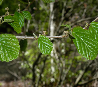 //courvillenursery.com/wp-content/uploads/Witchhazel-1-1.webp