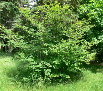 //courvillenursery.com/wp-content/uploads/Witchhazel.webp