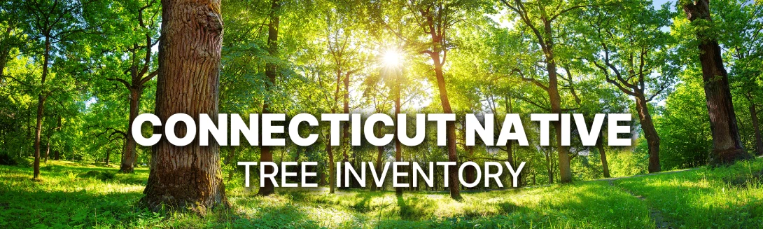 //courvillenursery.com/wp-content/uploads/connecticut-native-tree-inventory-image.webp