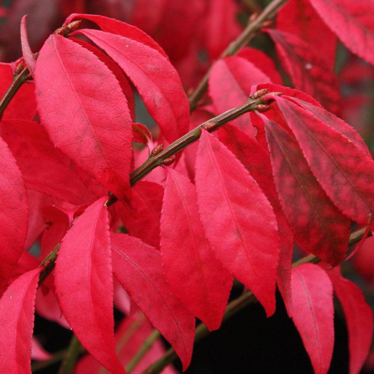 Burning bush - Euonymus alatus - Courville Nurseries