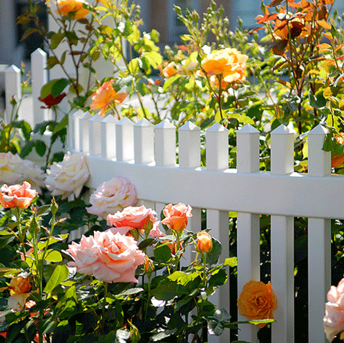 //courvillenursery.com/wp-content/uploads/fences-1.png