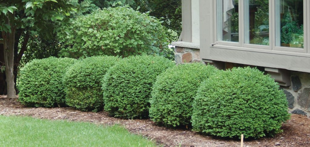 Green Velvet Boxwood Buxus Green Velvet Courville Nurseries 5576