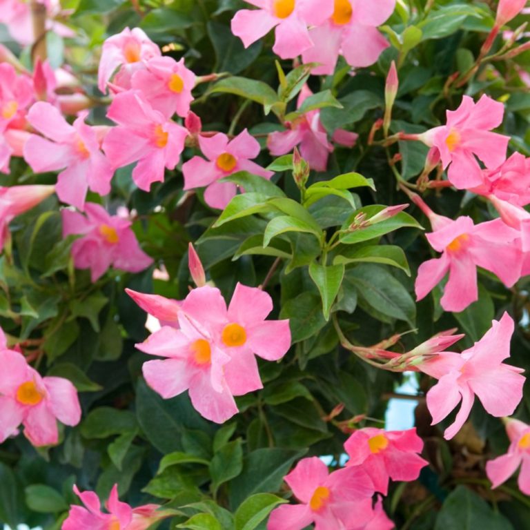 Mandevilla - Mandevilla - Courville Nurseries