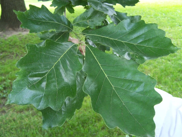 Tilia Americana