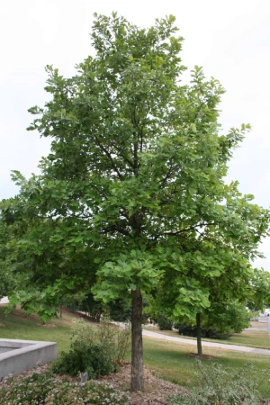 Tilia Americana